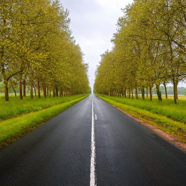 Straight empty wet road between trees. Loire valley. France. clipart