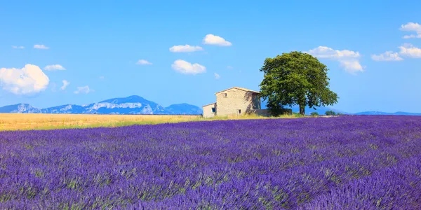 Lavanta çiçekleri alan, ev ve ağacın çiçeklenme. Provence, Frangı