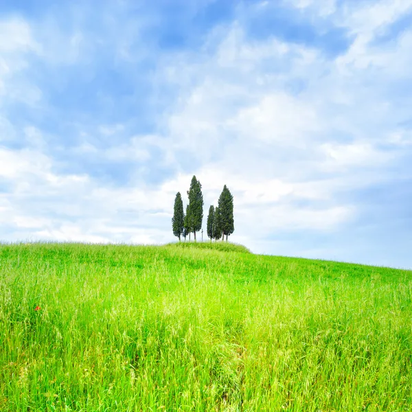 Zypressengruppe und Feld ländliche Landschaft in Orcia, San Quirico, Toskana. Italien — Stockfoto