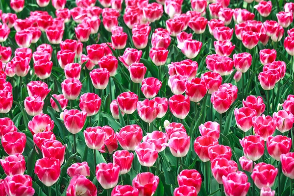 Pink white tulip garden in spring background or pattern — Stock Photo, Image