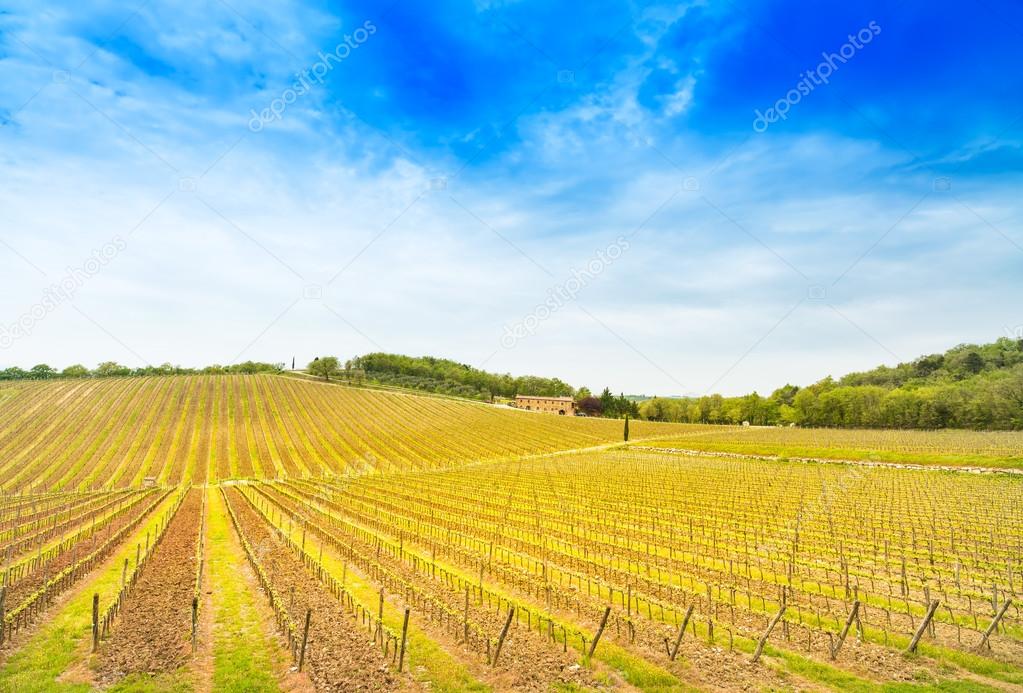 Chianti region, vineyard, trees and farm on sunset. Tuscany, Italy