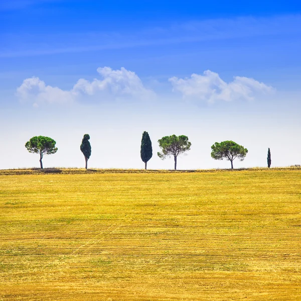 Toscana, cipreses y campos verdes. San Quirico Orcia, Italia . —  Fotos de Stock