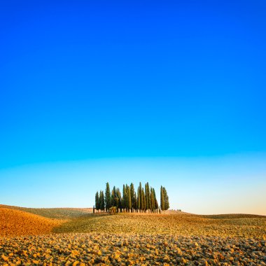 Selvi gruplandırmak ve alan orcia, san quirico, Toskana bölgesindeki kırsal manzara. İtalya