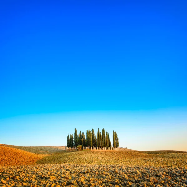 Gruppo di cipressi e campagna paesaggio rurale a Orcia, San Quirico, Toscana. Italia — Foto Stock