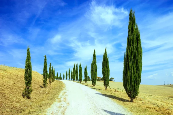 Toscana, cypress träd vit road landsbygdens landskap, Italien, Europa — Stockfoto