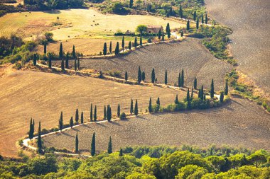 Servi ağacı doğal yol pienza siena, Toskana, İtalya.