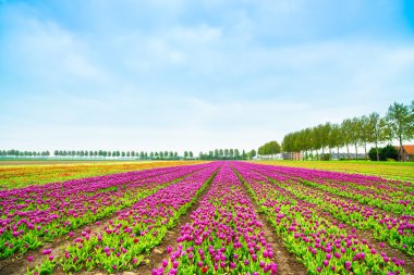 lale blosssom çiçek ekimi alan bahar. Hollanda ya da Hollanda.