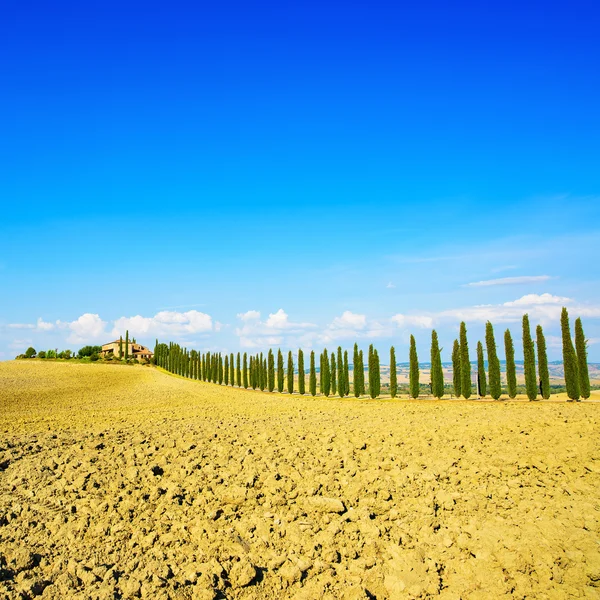 Toscana, tierras de cultivo, cipreses fila y campo. Siena, Val d Orcia — Foto de Stock