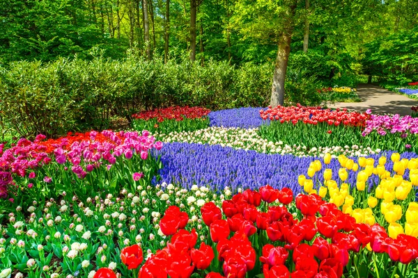 Rode tulp tuin in voorjaar achtergrond of patroon — Stockfoto