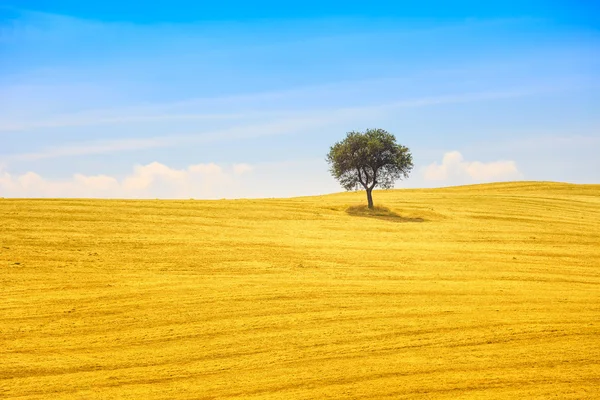 Toskánsko, olivovníku a zelená pole. Montalcino orcia, Itálie. — Stock fotografie