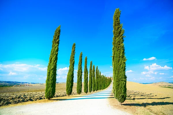 Toskana, Zypressen weiße Straße ländliche Landschaft, Italien, Europa — Stockfoto