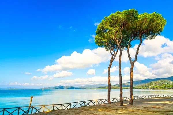 Pine tree groep op het strand en de zee bay achtergrond. Punta ala, Toscane, Italië — Stockfoto