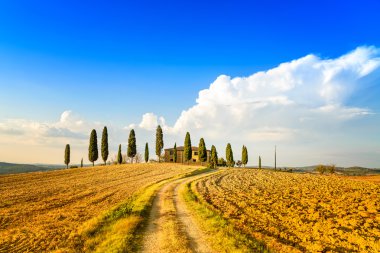 Toskana, tarım arazileri, servi ağaçları ve beyaz yol. Siena, val d orcia, İtalya.