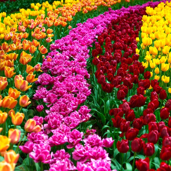 Tulp bloemen tuin in voorjaar achtergrond of patroon — Stockfoto