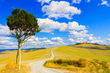 Toskana, yalnız ağaç ve kırsal yol. Siena, orcia Vadisi, İtalya.