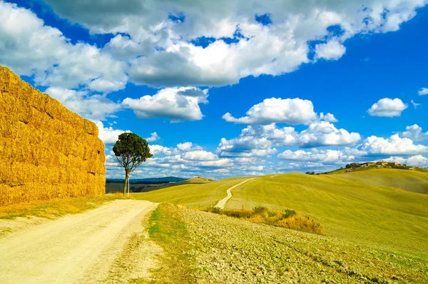 Toscane, arbre solitaire et route rurale. Sienne, Vallée de l'Orcia, Italie . — Photo