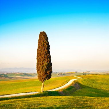Toskana, yalnız selvi ağacı ve kırsal yol. Siena, orcia Vadisi