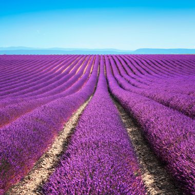 Lavanta çiçeği çiçek alanları sonsuz satırlar. valensole provence