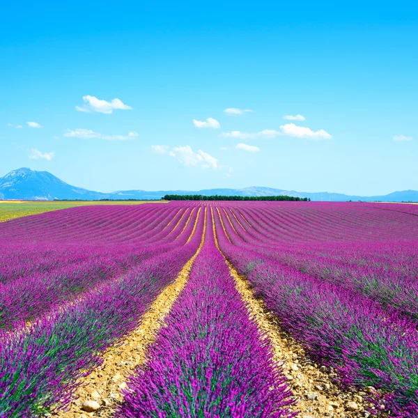 Lavendel blomma blommande fält ändlösa rader. valensole provence — Stockfoto