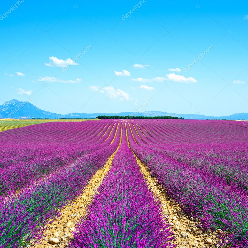 Lavender flower blooming fields endless rows. Valensole provence