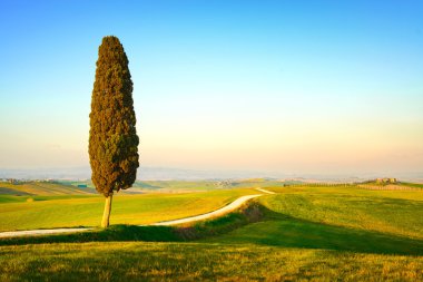 Toskana, yalnız selvi ağacı ve kırsal yol. Siena, orcia Vadisi