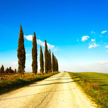 Toskana, servi ağacı grubu ve kırsal yol. Siena, orcia Vadisi,