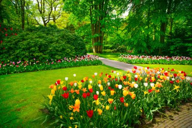 keukenhof, Lale çiçekler ve ağaçlar bahçede. Hollanda