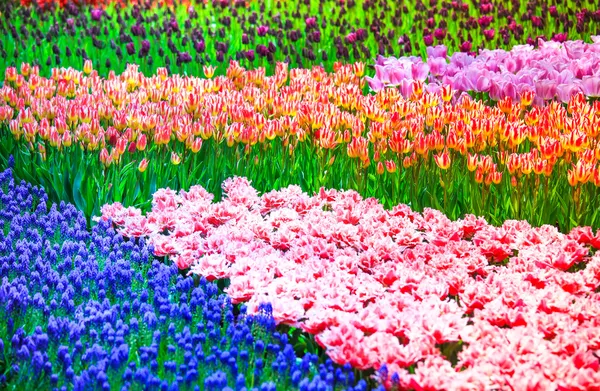 Tulp bloemen tuin in voorjaar achtergrond of patroon — Stockfoto