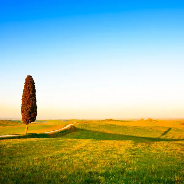 Toscana, cipreste solitário, estrada rural e sombra. Siena, Orci — Fotografia de Stock