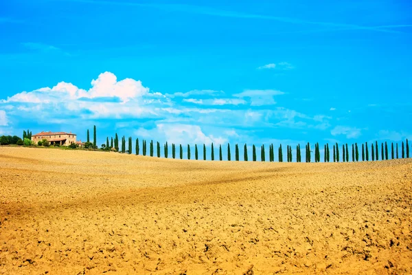 Toscana, terreni agricoli, cipressi filari e campi. Siena, Val d Orc — Foto Stock