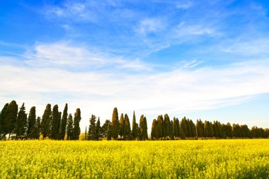 Bolgheri ünlü selvi ağaçları bulvar manzara