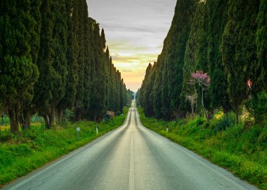 Bolgheri ünlü selvi ağacı düz Bulvarı'günbatımı. Ma