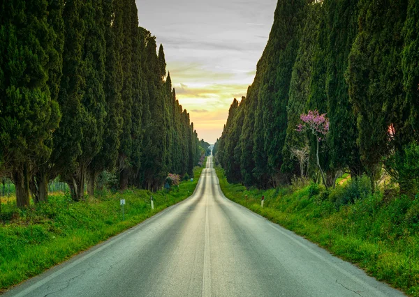 Bolgheri famosos cipreses árbol recto bulevar en la puesta del sol. Mar. —  Fotos de Stock