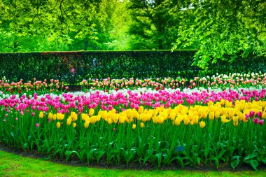 keukenhof, Lale çiçekler ve ağaçlar bahçede. Hollanda
