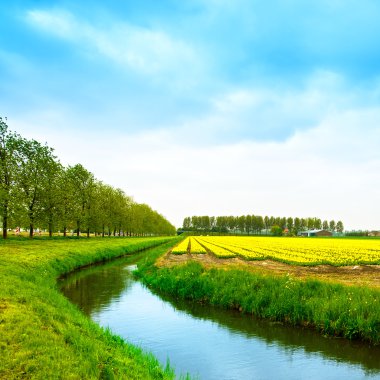 Tulp gele blosssom bloemen veld in het voorjaar, kanaal en bomen. 