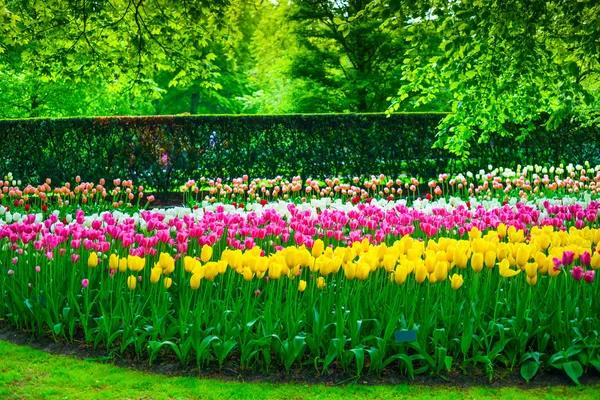 Tuin in de keukenhof, tulp bloemen en bomen. Nederland — Stockfoto