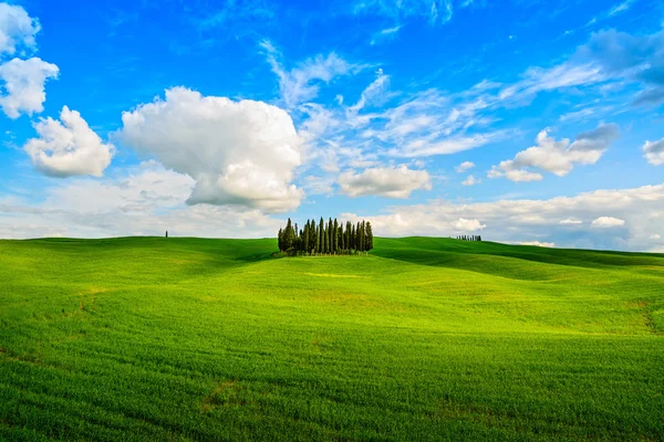 Cypress csoport és a vidéki táj orcia, san quirico, t mező — Stock Fotó