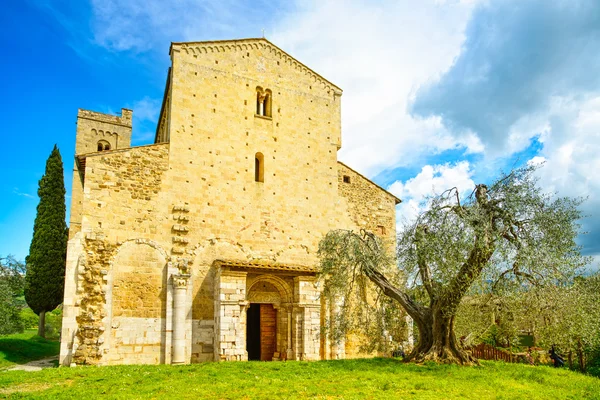 Kościół Sant antimo montalcino i drzewo oliwne. Orcia, Toskania, to — Zdjęcie stockowe