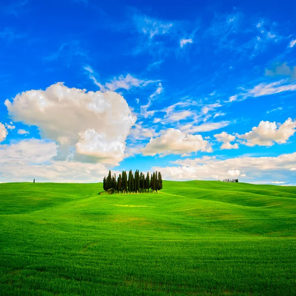 Grupo de cipreses y campo paisaje rural en Orcia, San Quirico, T — Foto de Stock