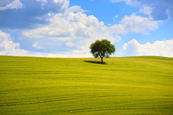 Tuscany, olive tree and green fields. Montalcino Orcia, Italy. — Stock Photo, Image