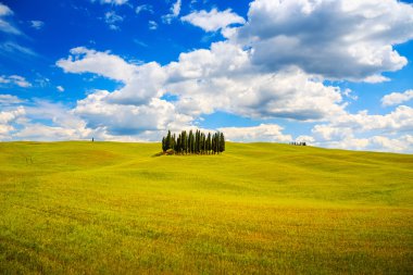 Orcia, San Quirico selvi grubu ve alan kırsal peyzaj