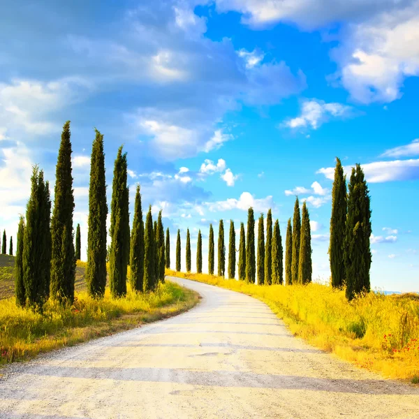 Toscana, Árvores cipreste estrada branca paisagem rural, Itália, Europa — Fotografia de Stock