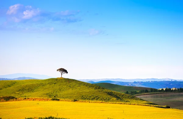 Toszkána, fenyő, hill és a zöld mező. Siena orcia, Olaszország. — Stock Fotó