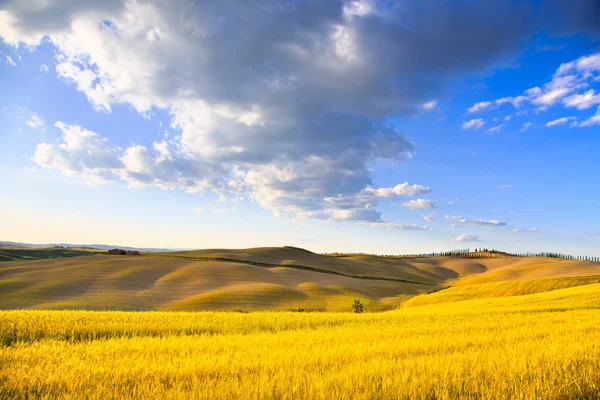 Toscana, terras agrícolas, trigo e campos verdes. Pienza, Itália . — Fotografia de Stock