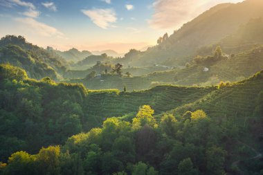 Prosecco Hills Hogback, günbatımında sarp üzüm bağları olan vahşi bir yer. Unesco Dünya Mirası Alanı. Farra di Soligo. Veneto bölgesi, İtalya, Avrupa.
