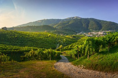 Üzüm bağları ve yol. Prosecco Hills, Unesco Dünya Mirası Bölgesi. Valdobbiadene, Veneto, İtalya