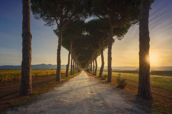 日出时分 波勒盖里松树铺满了路和葡萄园 Castagneto Carducci Maremma Tuscany Region Italy Europe — 图库照片
