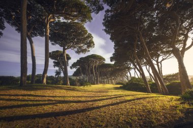 Maremma 'da gün batımında çam ağaçları. Baratti plajı, Piombino, Toskana bölgesi, İtalya