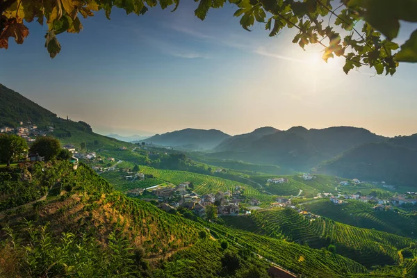 Prosecco Hills Vineyards Panoramic Landscape Morning Leaves Frame Unesco World — стоковое фото