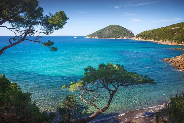 Elba Island Sea Portoferraio Viticcio Beach Coast Mediterranean Pine Trees — Fotografia de Stock